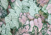 Bahçe Dünyasının Üç Eşsiz Bitkisi: Fuerte Avokado Fidanı, Yediveren Siyah Kara Gül ve Safran Soğanı ervabotanik3